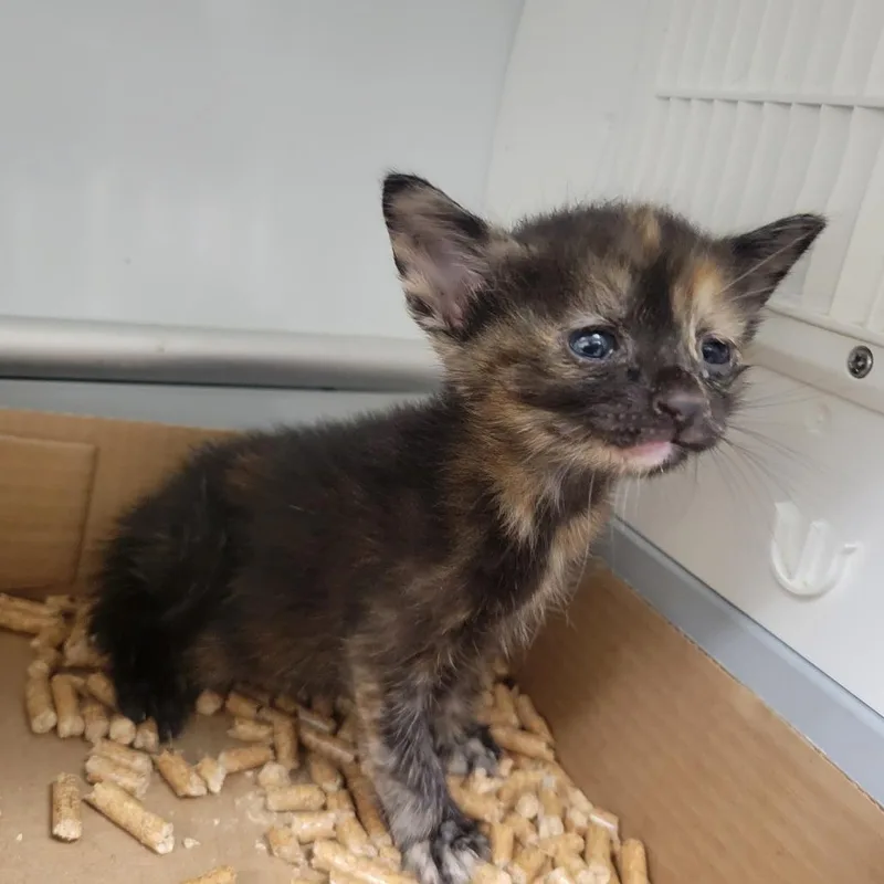 A baby small-sized female Tortoiseshell Domestic Short Hair cat named Restore Your Honor for adoption in Westminster, CA