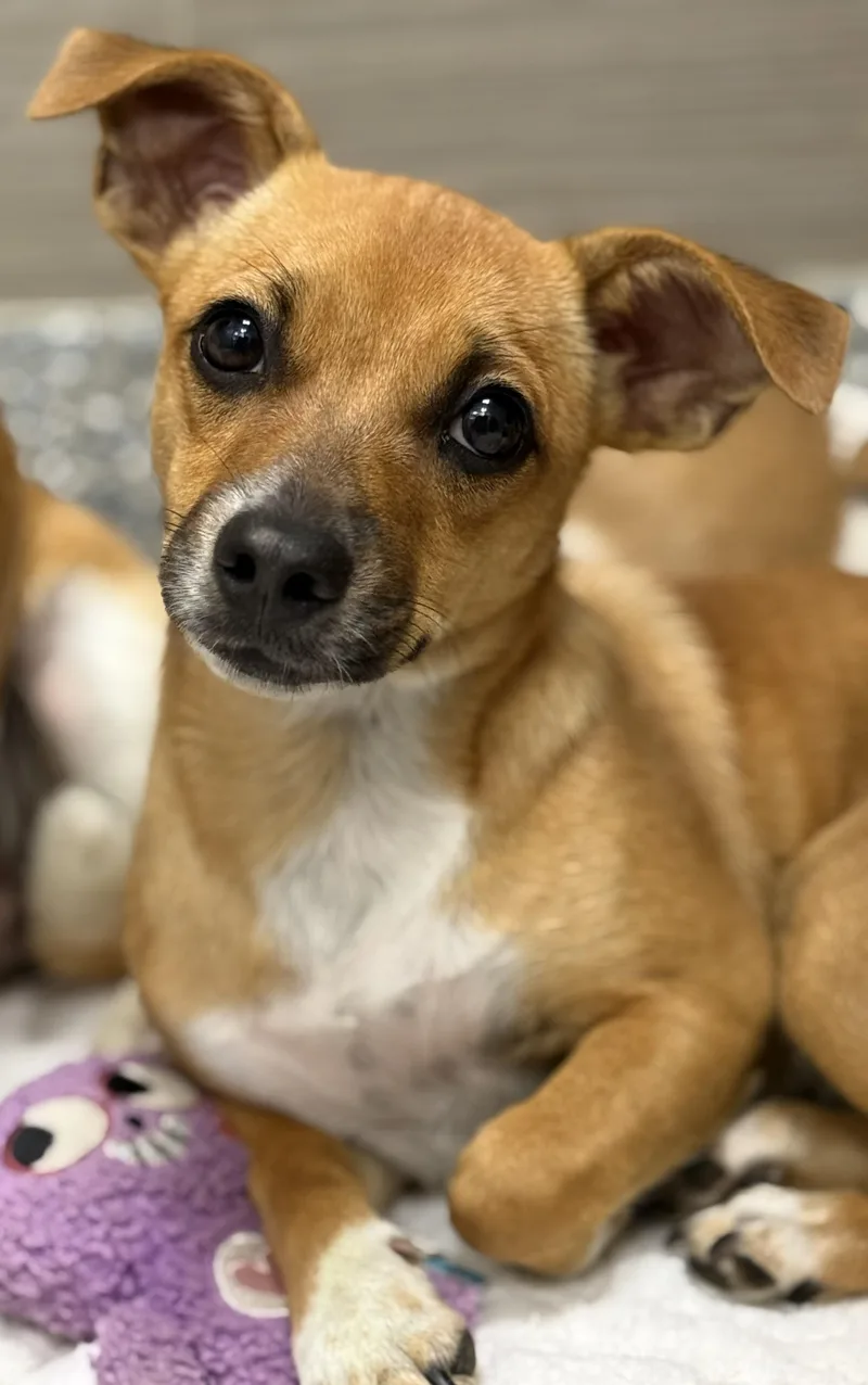 A baby small-sized female Golden Dachshund dog named Mimi Claire for adoption in Los Alamitos, CA