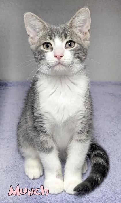 A baby small-sized male Domestic Short Hair cat named Munch for adoption in Mason, MI