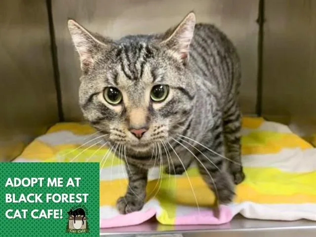 An adult large-sized male Domestic Short Hair cat named Trigger for adoption in Fort Wayne, IN