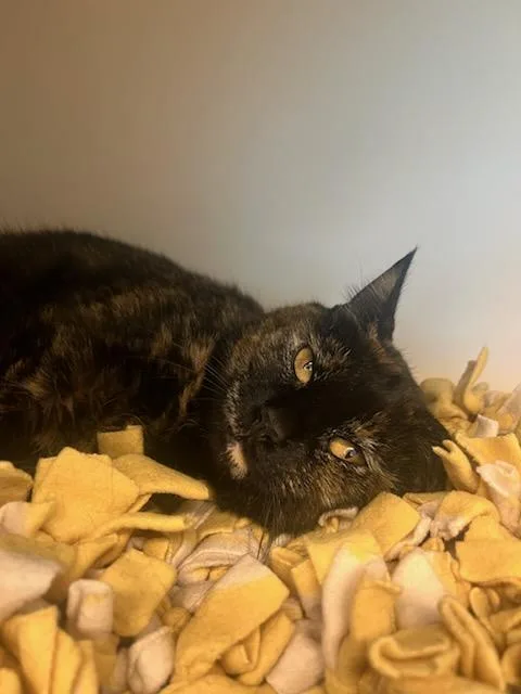 A young medium-sized female Tortoiseshell Domestic Short Hair cat named Pretty Pumpkin for adoption in Manassas, VA