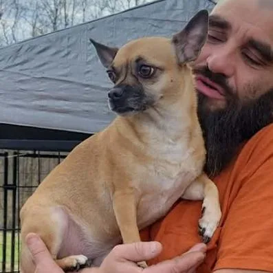 An adult small-sized female Apricot / Beige Chihuahua dog named Sissy for adoption in Washington, DC