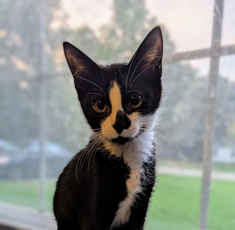 A young small-sized male Black & White / Tuxedo Domestic Short Hair cat named August for adoption in Statesville, NC