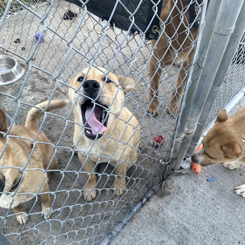 A young medium-sized male Yellow / Tan / Blond / Fawn Mixed Breed dog named Rory for adoption in Tacoma, WA