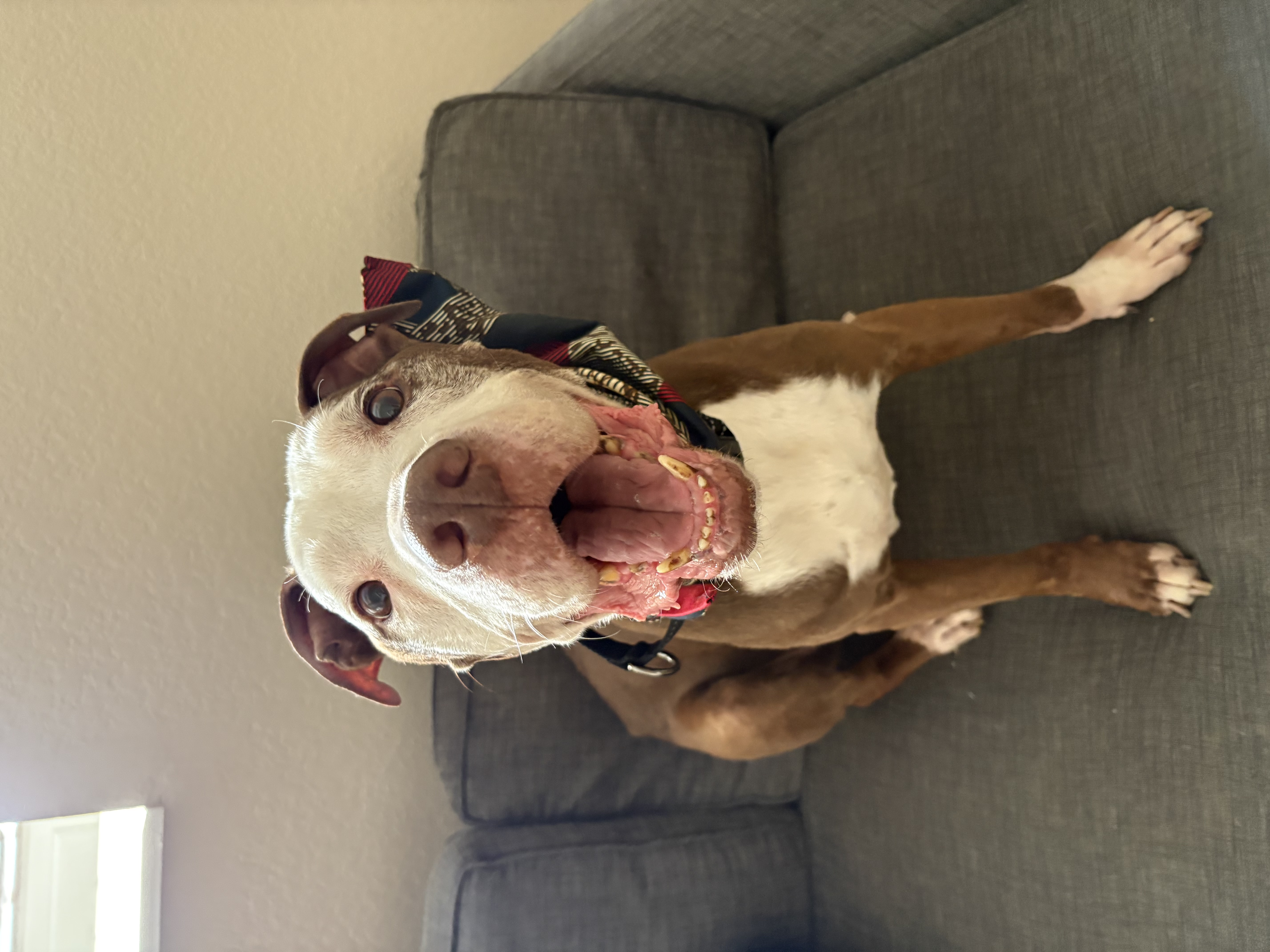 A senior large-sized male Brown and white American Bully dog named Papa Joe for adoption