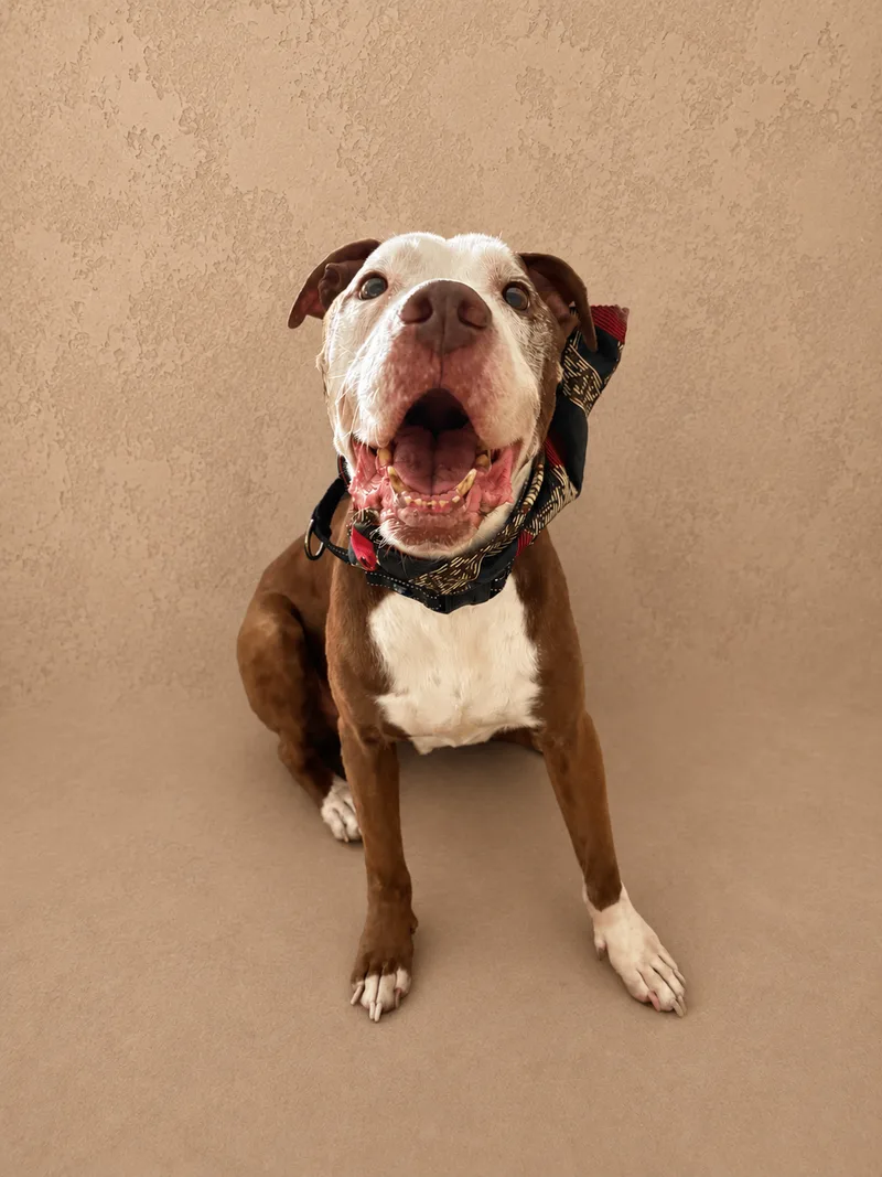 A senior large-sized male Brown and white American Bully dog named Papa Joe for adoption