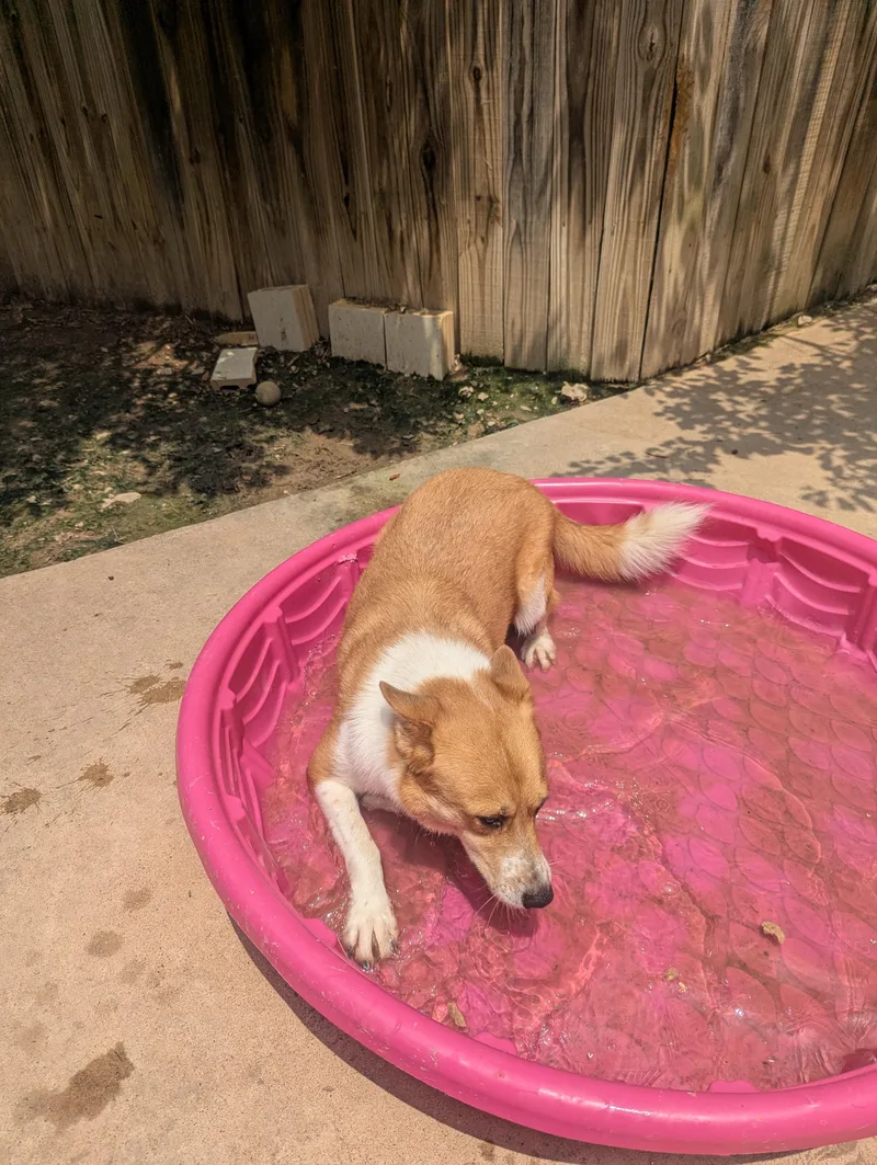 An adult medium-sized male Apricot / Beige Corgi dog named Ozzy for adoption in Lago Vista, TX