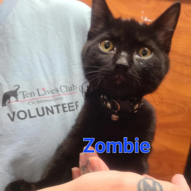 A baby small-sized male Black Domestic Short Hair cat named Zombie for adoption in Hamburg, NY