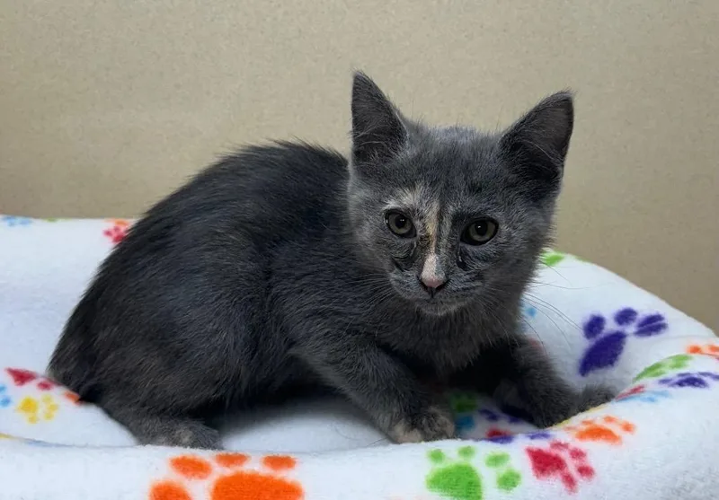 A baby small-sized female Domestic Short Hair cat named Tessa for adoption in Washington Court House, OH