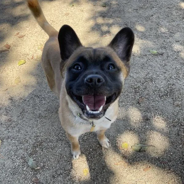 A young medium-sized male French Bulldog dog named Tofi for adoption in Oakland, CA