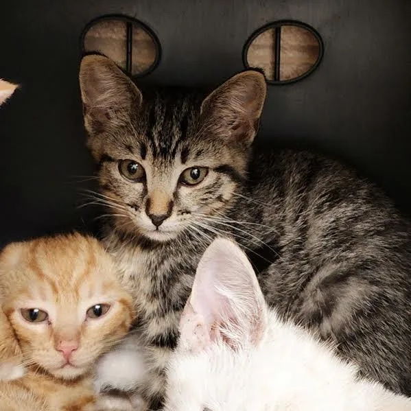 A baby small-sized male Brown / Chocolate Domestic Short Hair cat named S'mores for adoption in Columbus, NC