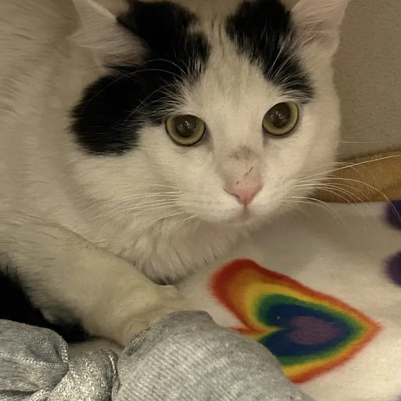 An adult large-sized male White Domestic Short Hair cat named Mr. Gretchen for adoption in Wheeling, IL