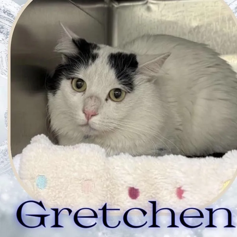 Mr. Gretchen thumbnail 5