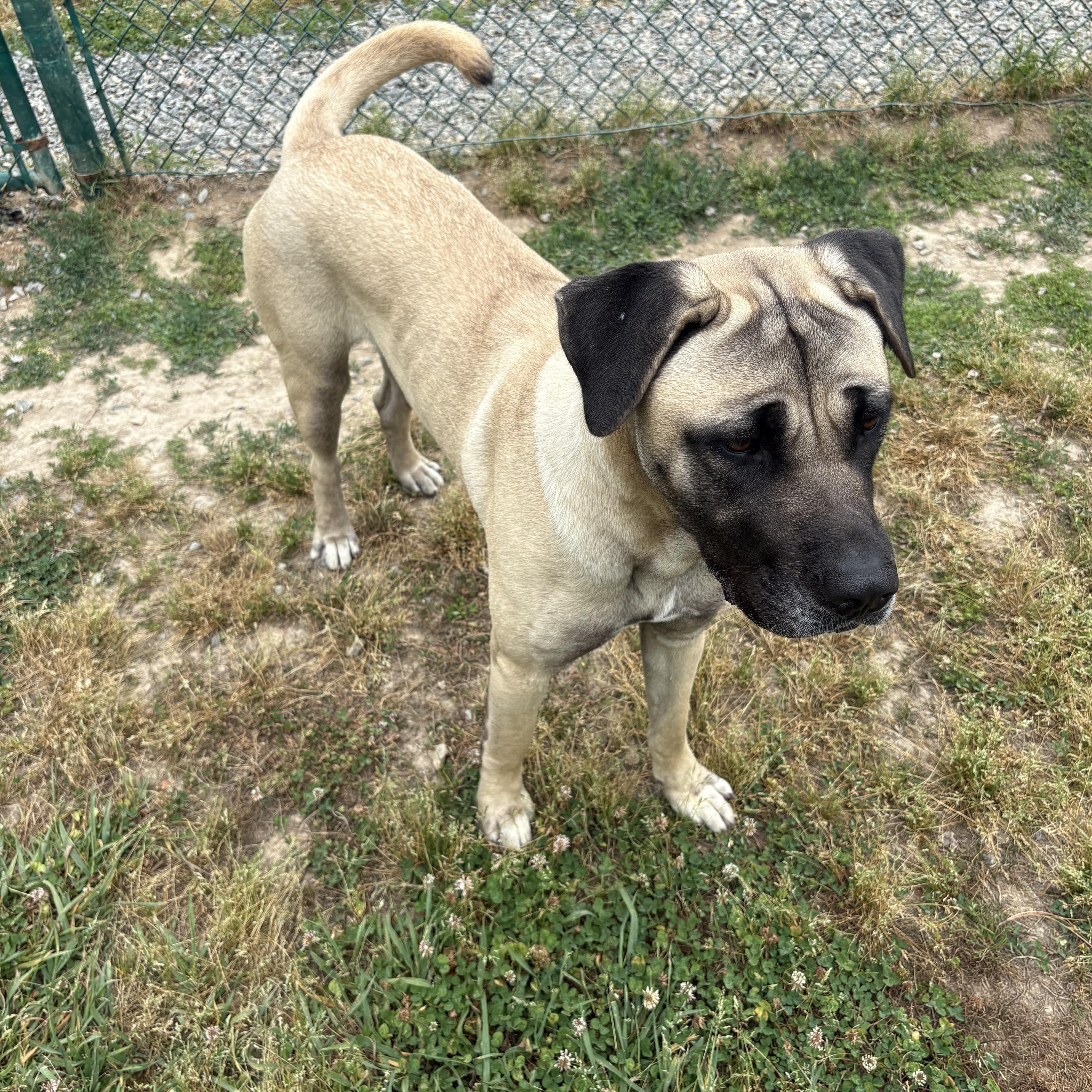 A young large-sized female Apricot / Beige Anatolian Shepherd dog named Matilda for adoption in Saluda, VA