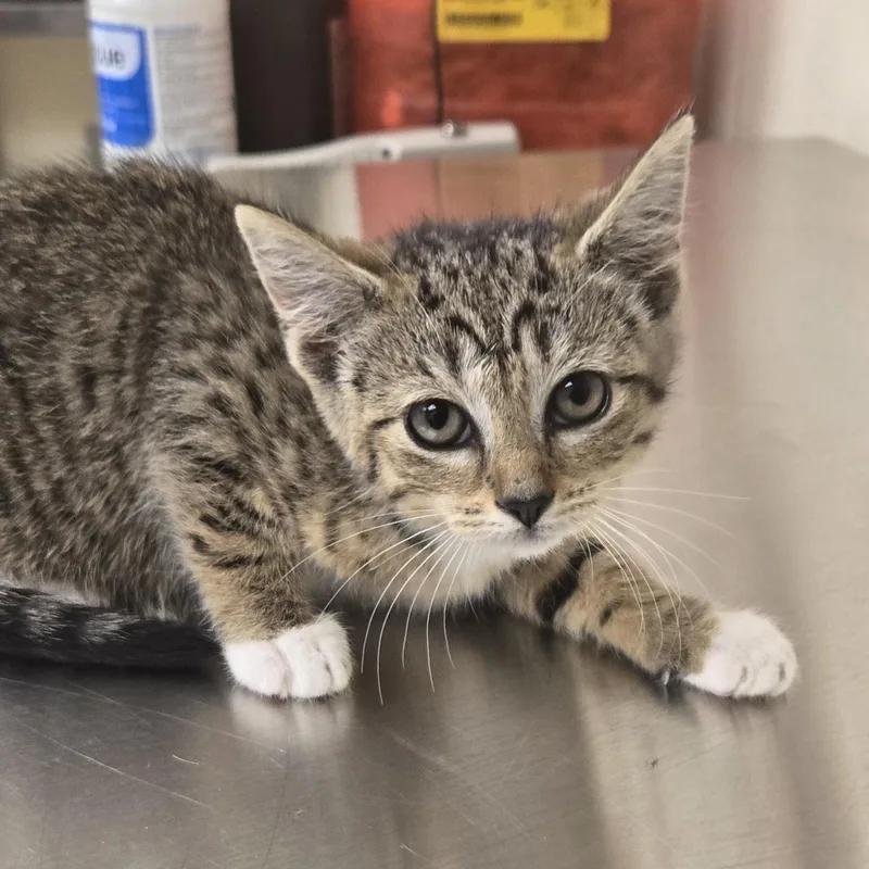 A young medium-sized female Brown / Chocolate Domestic Short Hair cat named Mrs. Potato Head for adoption in Xenia , OH