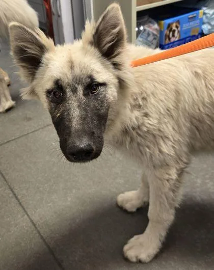 A baby large-sized female Alaskan Malamute dog named Hazelnut for adoption in Fresno, CA