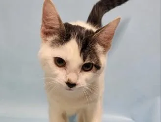 A baby small-sized male Domestic Short Hair cat named Snowball for adoption in Golden Valley, MN