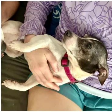 An adult small-sized male White / Cream Chihuahua dog named Hook for adoption in Tacoma, WA