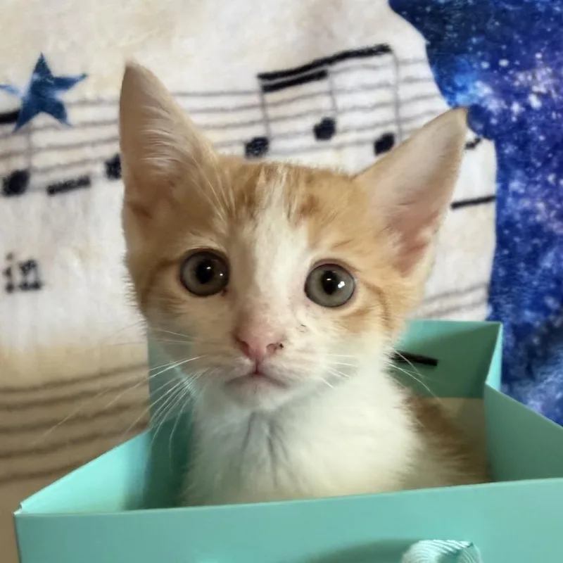 A baby small-sized female Orange / Red Domestic Medium Hair cat named Caroline for adoption in Huntsville, AL