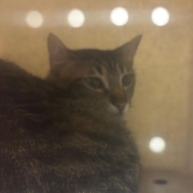 A young large-sized female Brown / Chocolate Domestic Short Hair cat named Lemon for adoption in Reno, NV