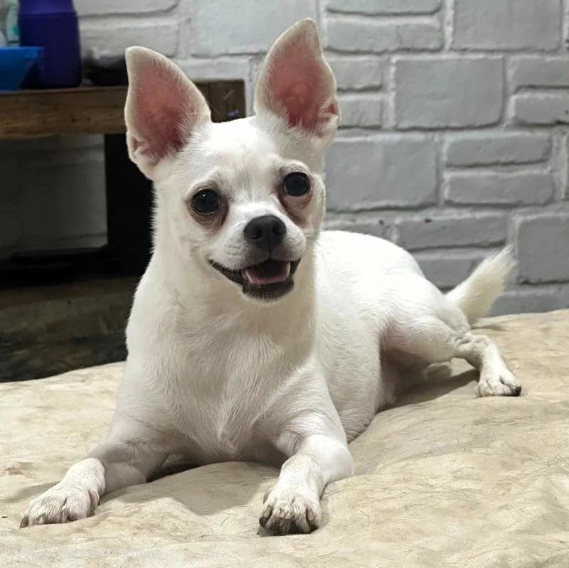 A young small-sized male White Chihuahua dog named Tito for adoption