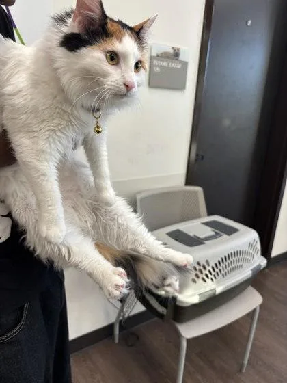 An adult medium-sized female Domestic Medium Hair cat named Bingo for adoption in Atlanta, GA