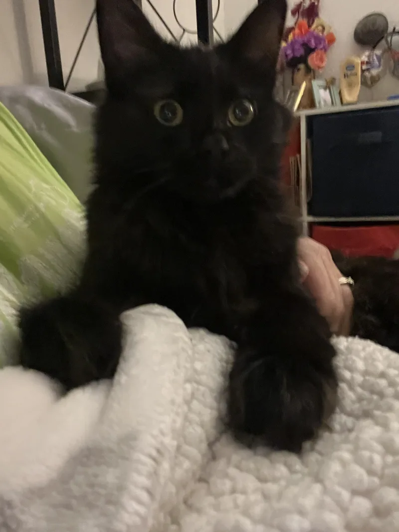 A baby medium-sized male Black Domestic Long Hair cat named Truffle for adoption in Vacaville, CA