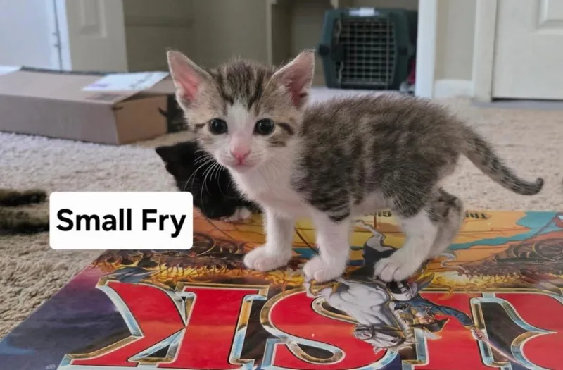 A baby medium-sized male Domestic Short Hair cat named Small Fry for adoption in Parkville, MD