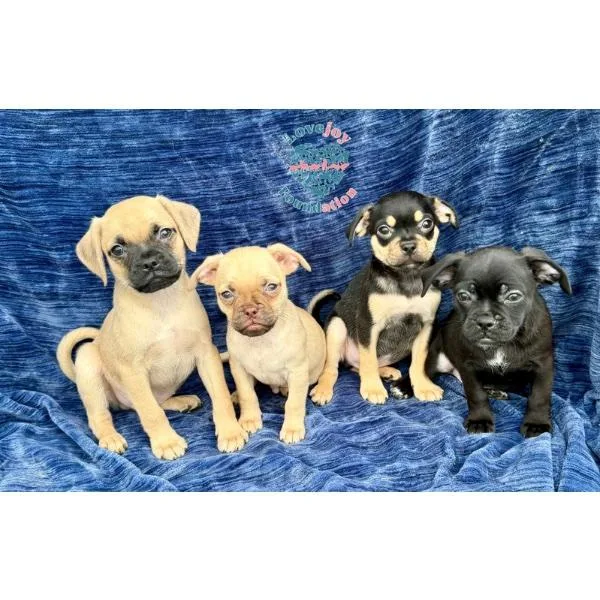 A baby small-sized male Black Chug dog named Sleepy for adoption in Inglewood, CA