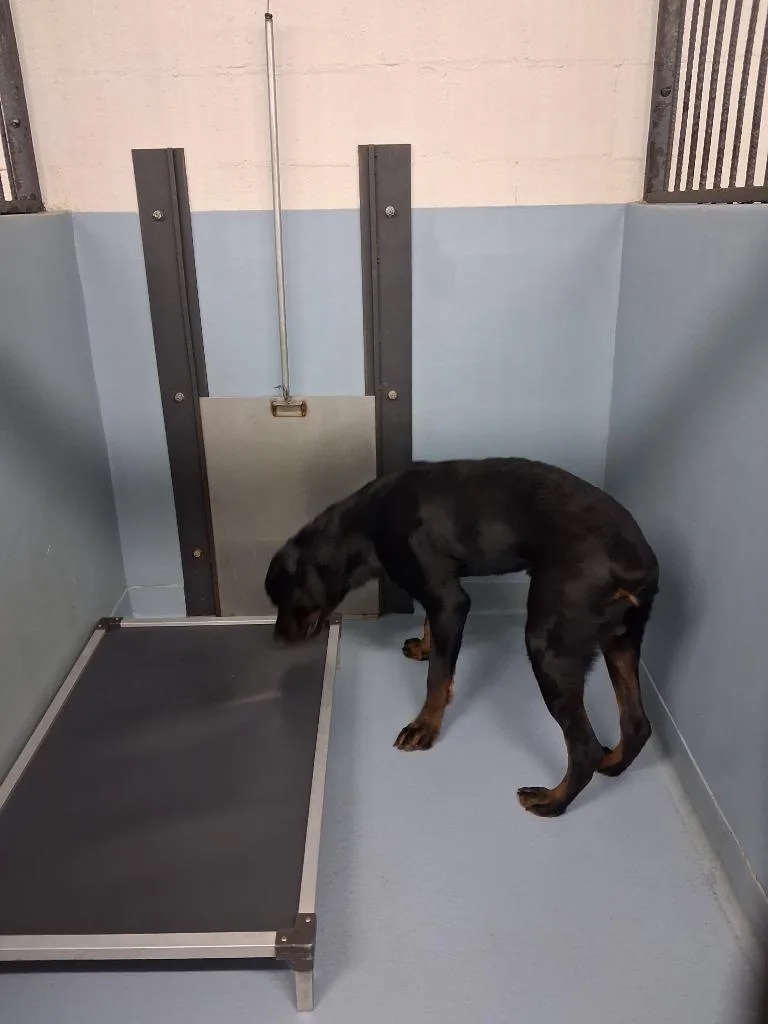 A baby large-sized male Rottweiler dog named Chester for adoption in Cartersville , GA