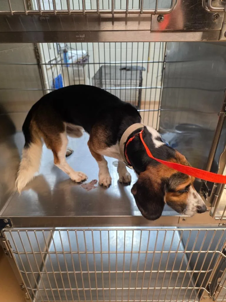 A young medium-sized male Beagle dog named Cletus for adoption in Nacogdoches, TX