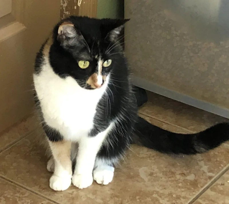 An adult medium-sized female Calico cat named Precious for adoption in Cypress, TX