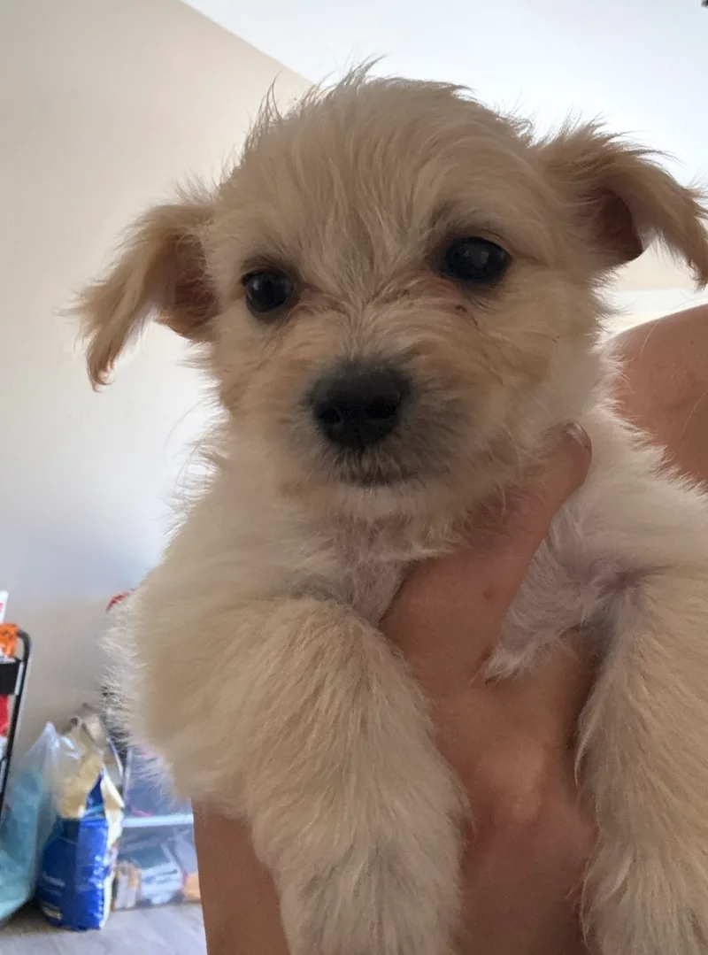 A baby small-sized female Shih Tzu dog named Prada for adoption