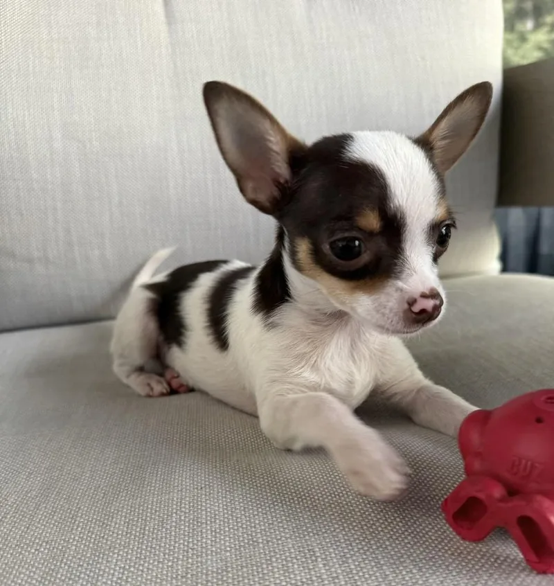 A baby small-sized male Chihuahua dog named Casanova for adoption in Wake Forest, NC