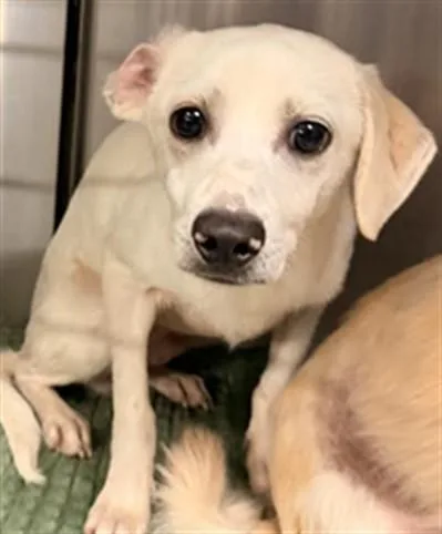 A young small-sized female Labrador Retriever dog named Shimmer for adoption in Los Angeles, CA