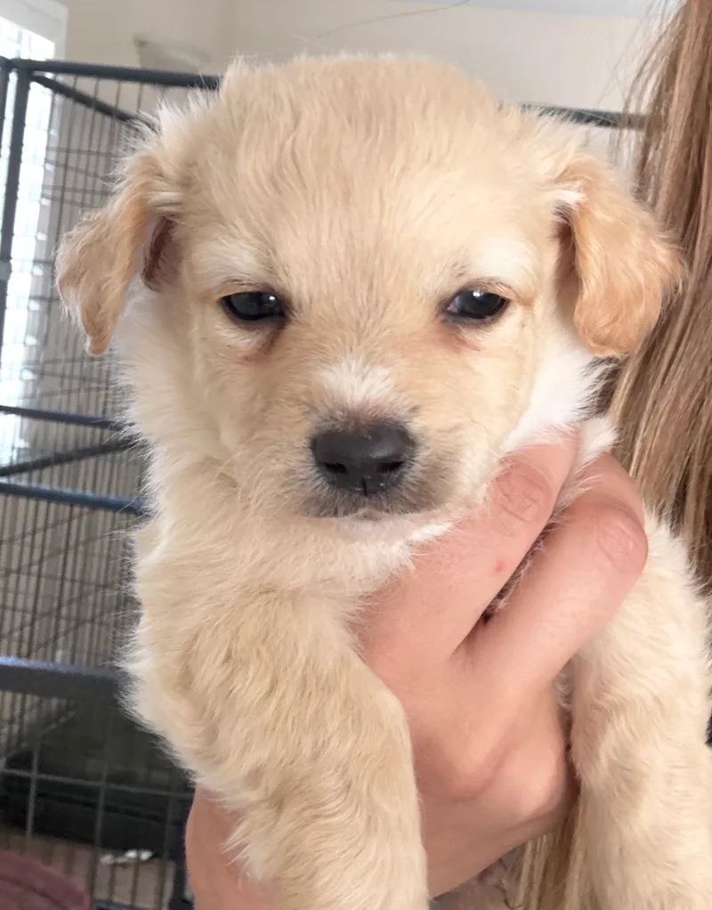 A baby small-sized female Maltipoo dog named Gucci for adoption