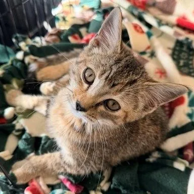 A baby small-sized female Brown / Chocolate Domestic Short Hair cat named Reagan for adoption in Horn Lake, MS