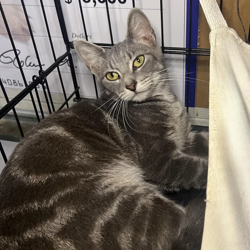 A young medium-sized female Gray / Blue / Silver Domestic Short Hair cat named Hazel for adoption in Folsom, LA