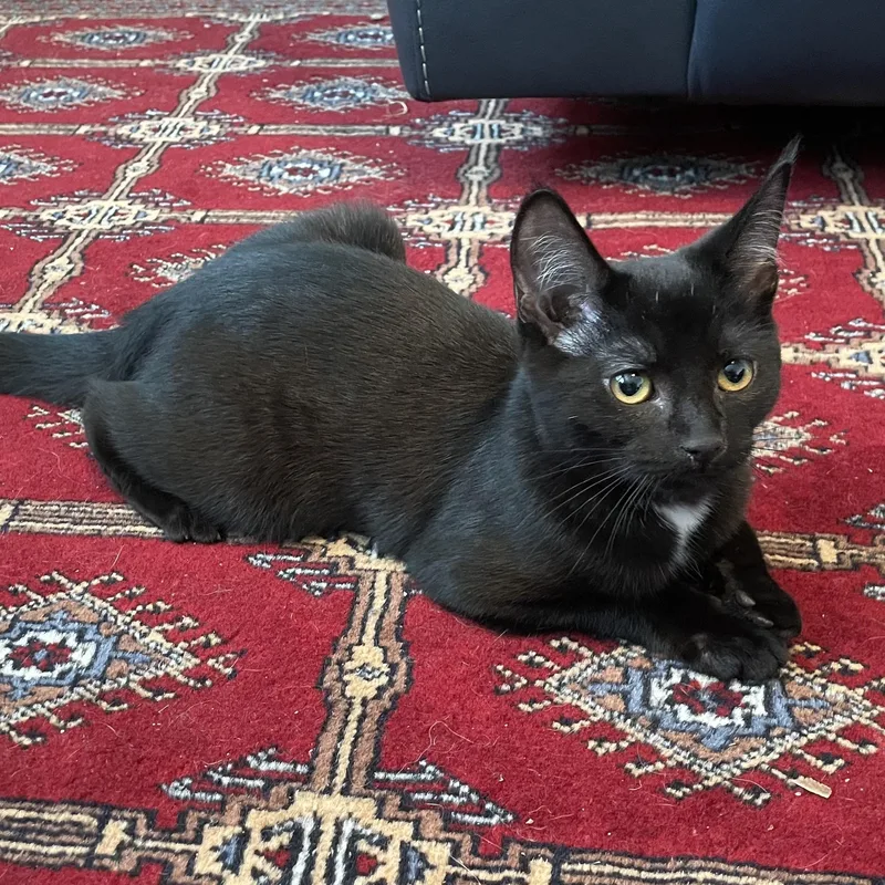 A baby small-sized female Black & White / Tuxedo Domestic Short Hair cat named Vega for adoption in Oswego, NY