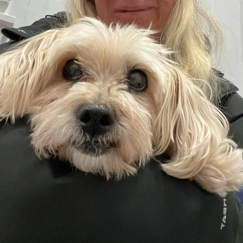 A senior small-sized female Maltese dog named London for adoption in Greenwich, NY