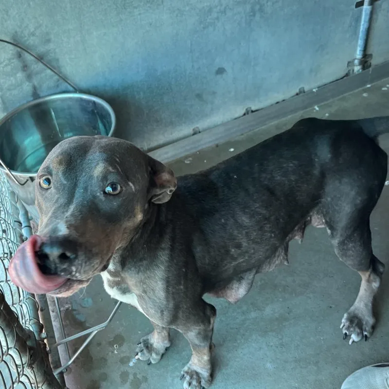A baby small-sized female Pit Bull Terrier dog named July for adoption in Edinburg, TX