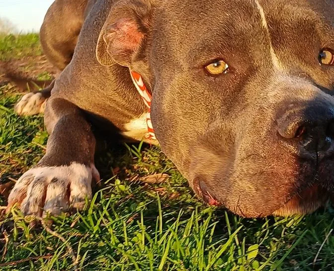 A young large-sized female Gray / Blue / Silver Pit Bull Terrier dog named Antonia  Great Sweet for adoption in Houston, TX
