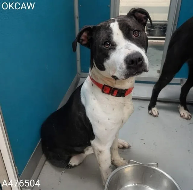 A young large-sized female Pit Bull Terrier dog named Queeny for adoption in Oklahoma City, OK