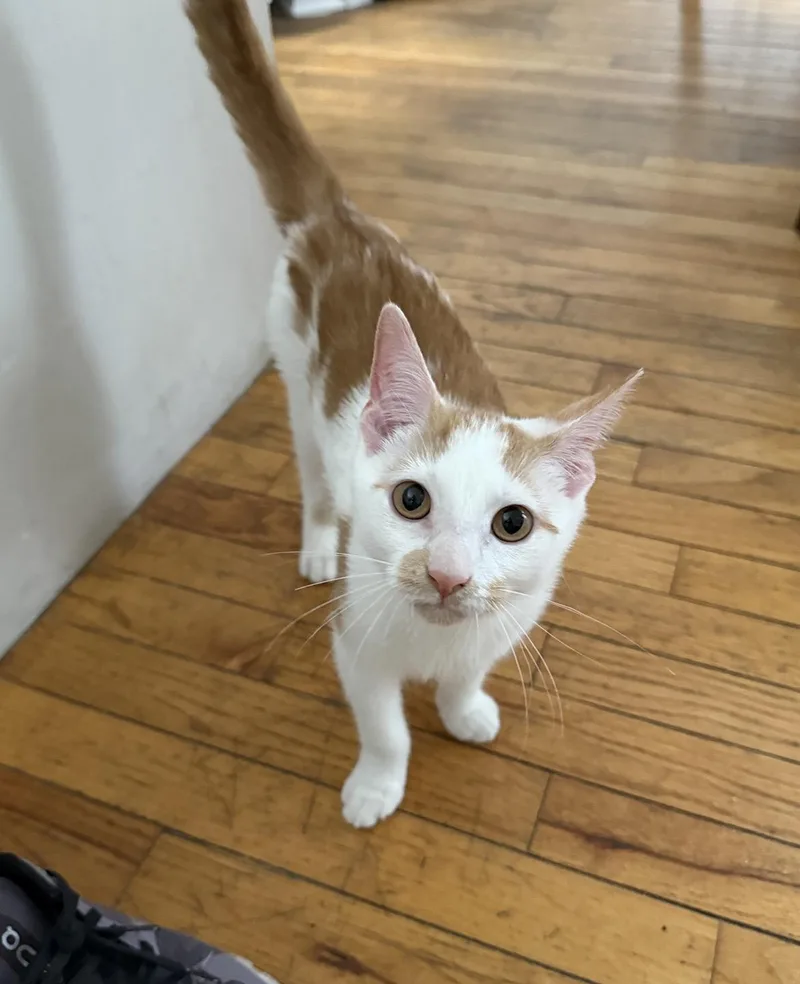 A baby medium-sized male Orange & White Domestic Medium Hair cat named BrockReno for adoption in Philadelphia, PA