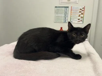 A baby small-sized male Black Domestic Short Hair cat named Dazzleberry for adoption in Kansas City, MO