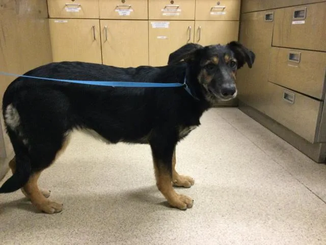 A baby small-sized female German Shepherd Dog dog named Sandy for adoption in Riverside, CA
