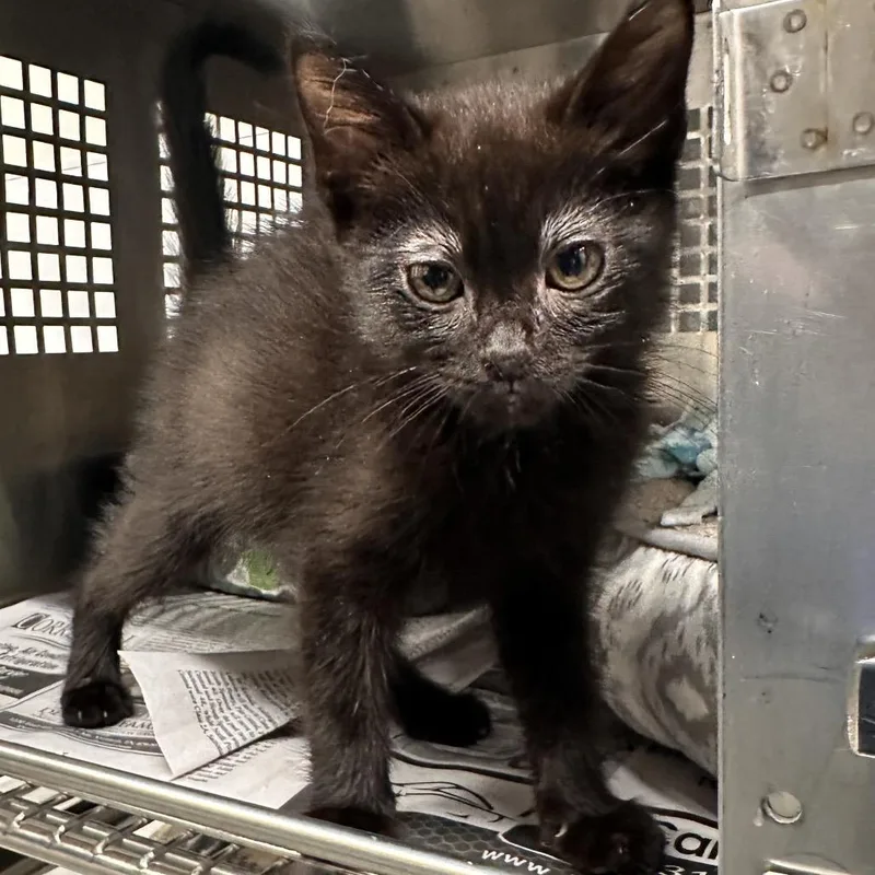 A baby small-sized female Black Domestic Short Hair cat named Pearl for adoption in Mount Vernon, IN