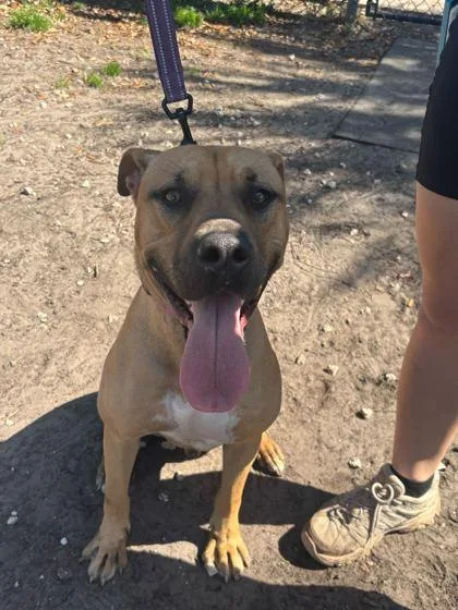 An adult medium-sized male Mixed Breed dog named Scooby for adoption in Fernandina Beach, FL