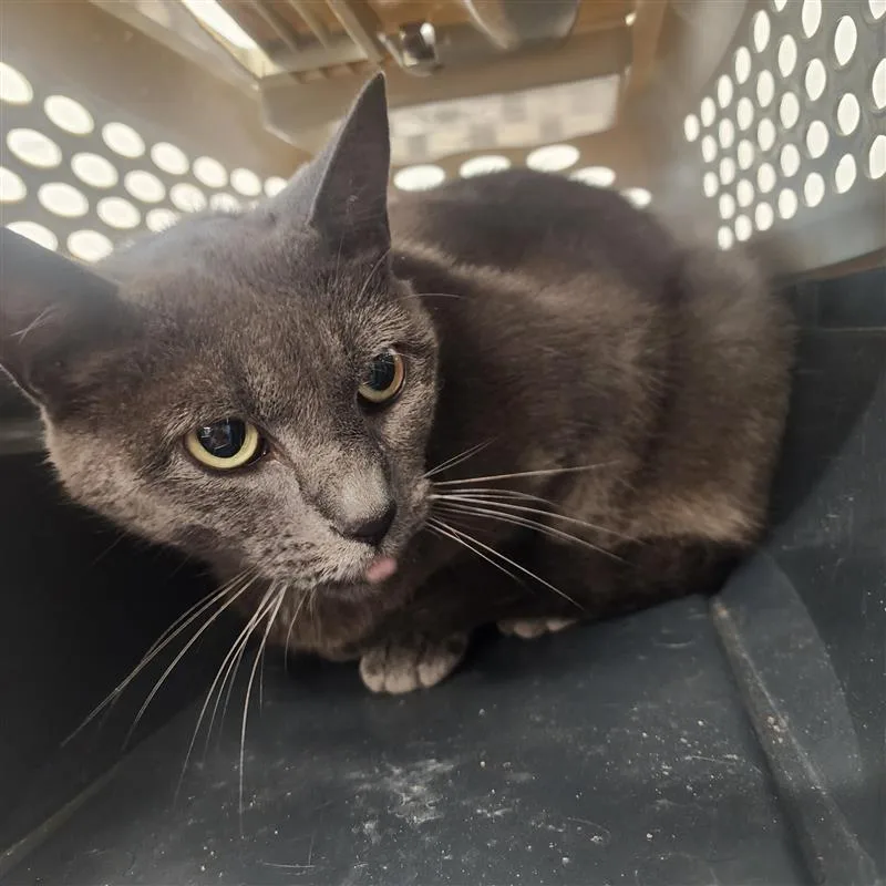 A young small-sized female Grey American Shorthair cat named Allie for adoption
