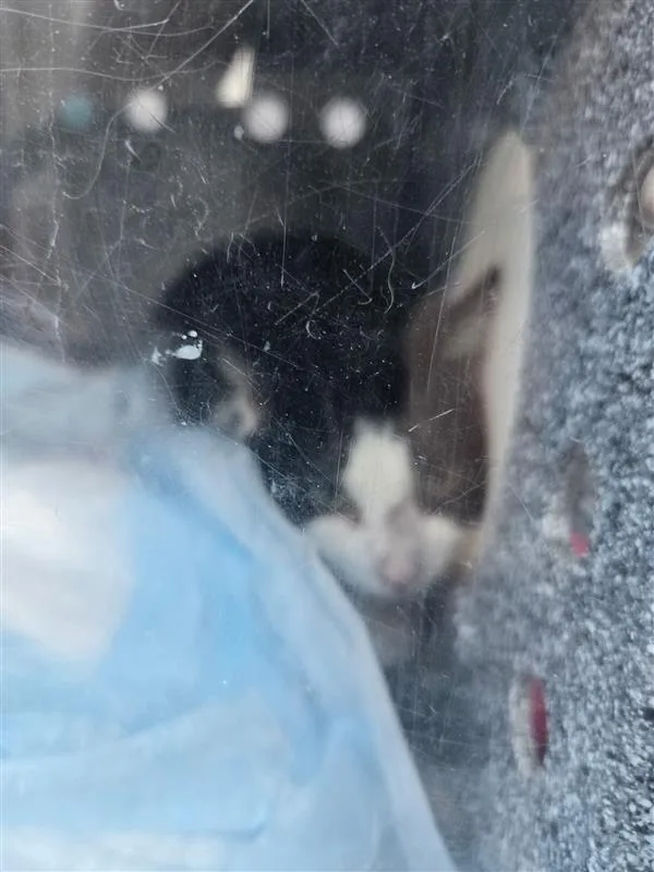 A young small-sized female Black and White American Shorthair cat named Oreo for adoption